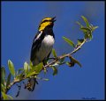 _6SB9820 golden-cheeked warbler